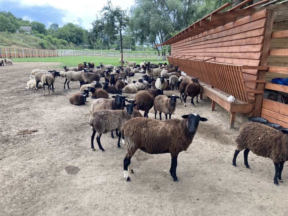 Продаж молодняка романівських овець