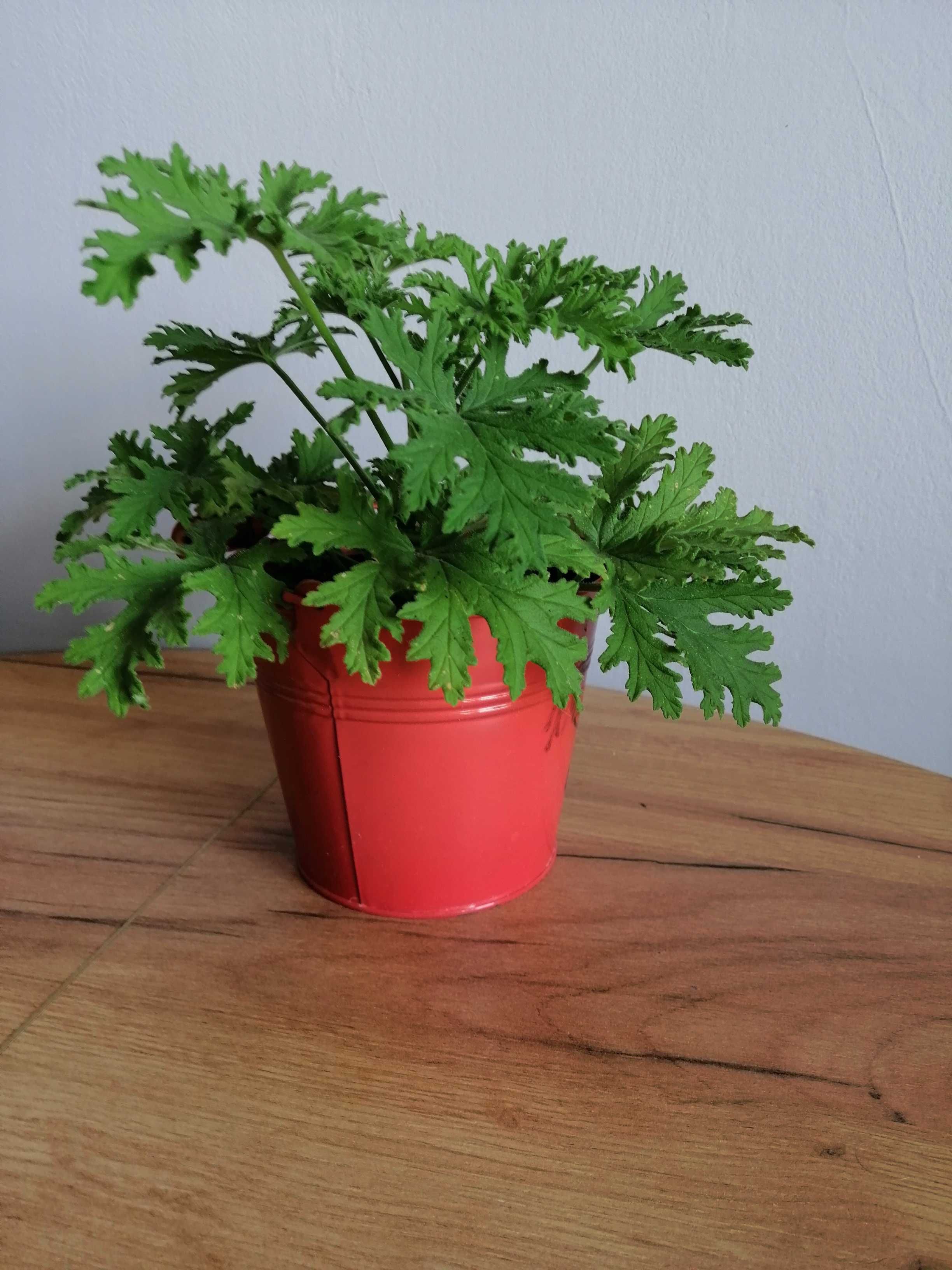 Geranium anginka