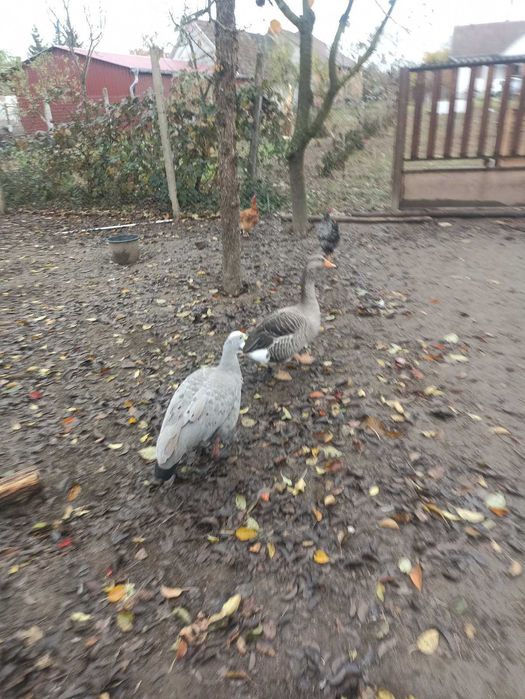 Куринний гус продаю