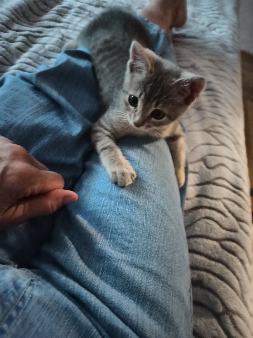 Отдам в добрые руки котенка