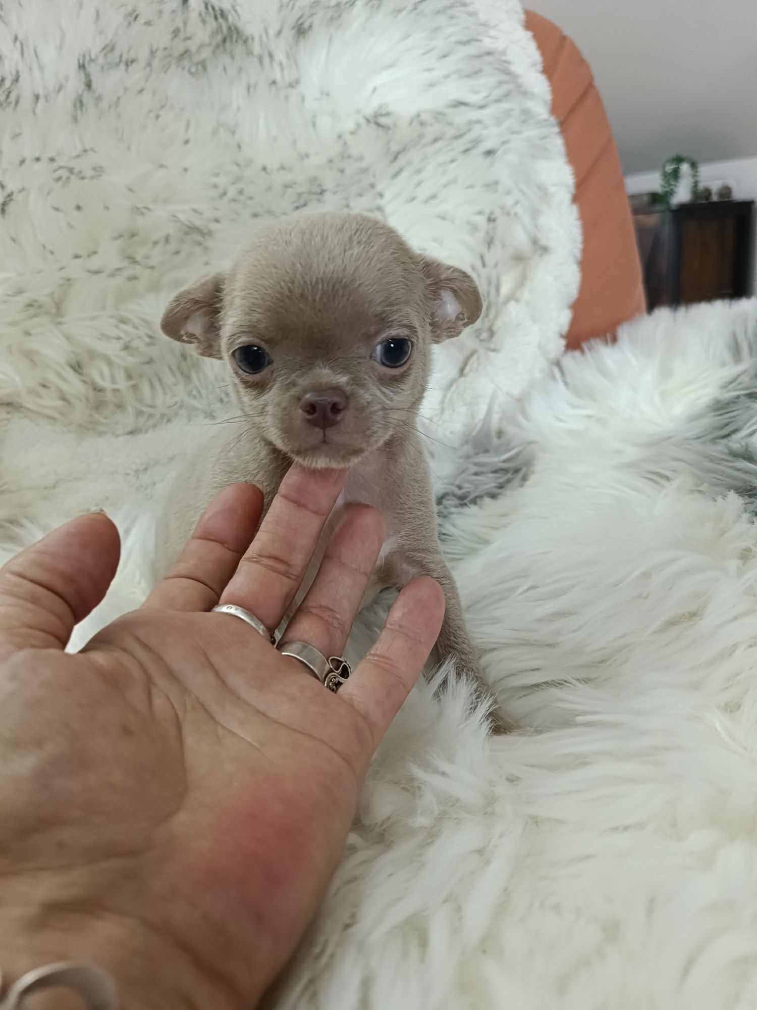 *** Gotowy do odbioru *** Śliczny Liliowy Chłopczyk Chihuahua ***