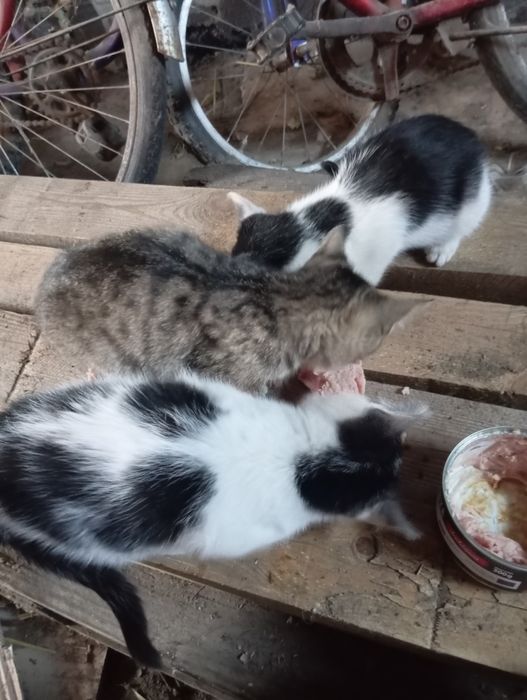 Oddam kotki w dobre ręce