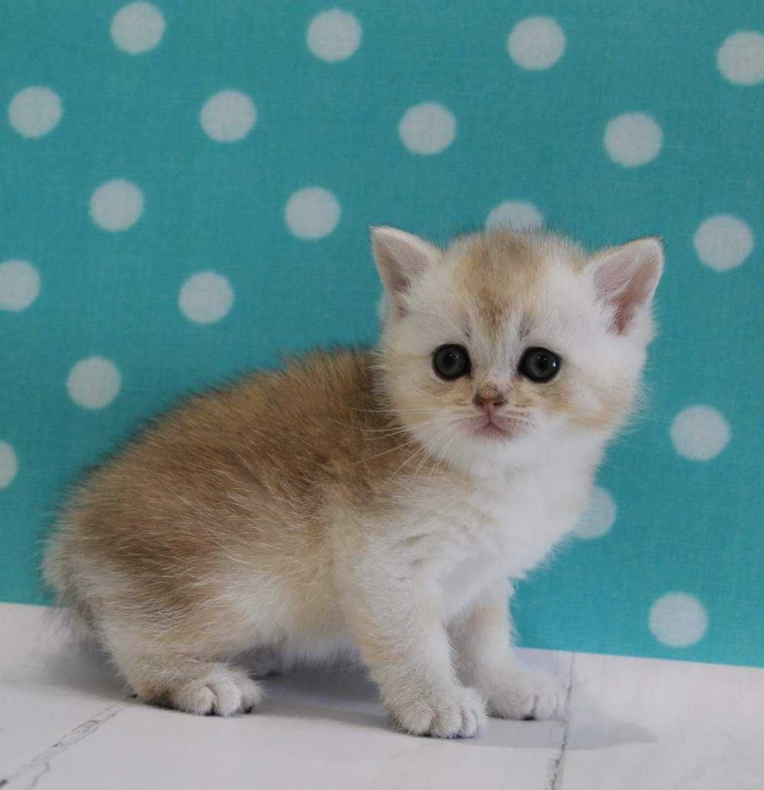 Шотландський зеленоокий хлопчик Зефір