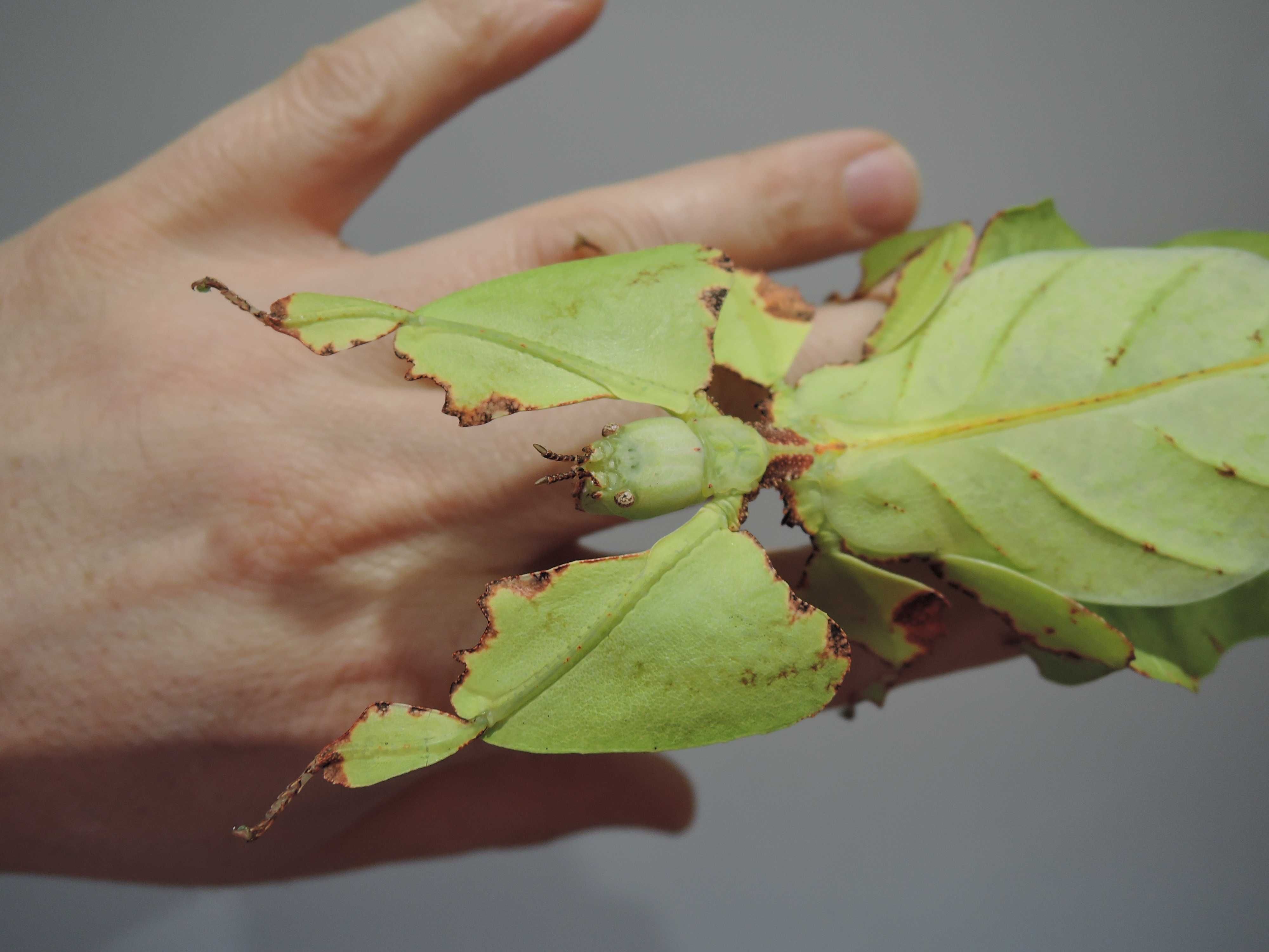 Liściec olbrzymi (Phyllium giganteum) L3-L4