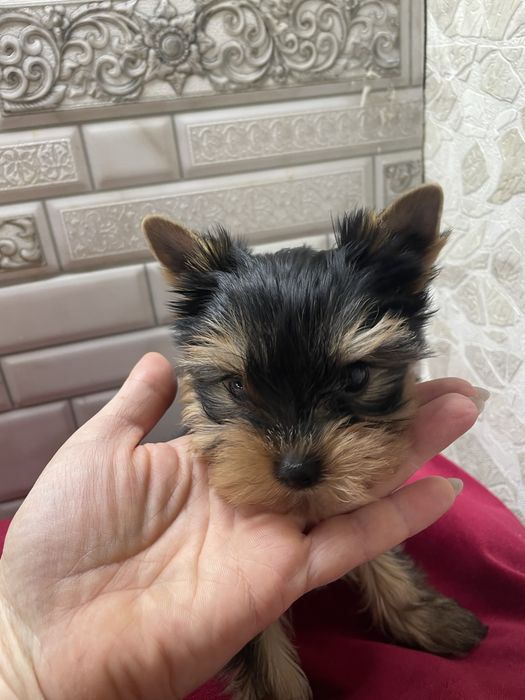 Міні крошечка йорочка