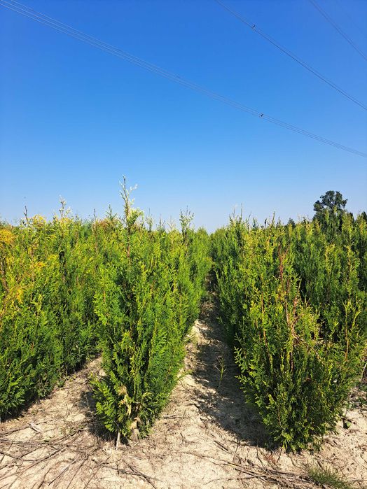 Tuja Szmaragd  80cm-180 cm (Aureospicata 100cm-160cm)