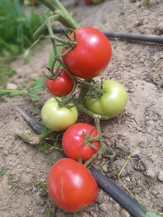 Pomidory bezpośrednio od rolnika uprawiane na oborniku dostawy RWS