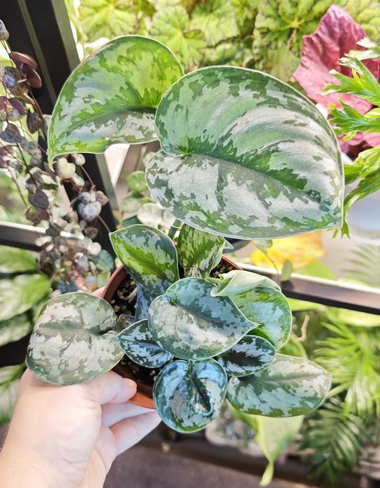 Scindapsus Pictus Trebie