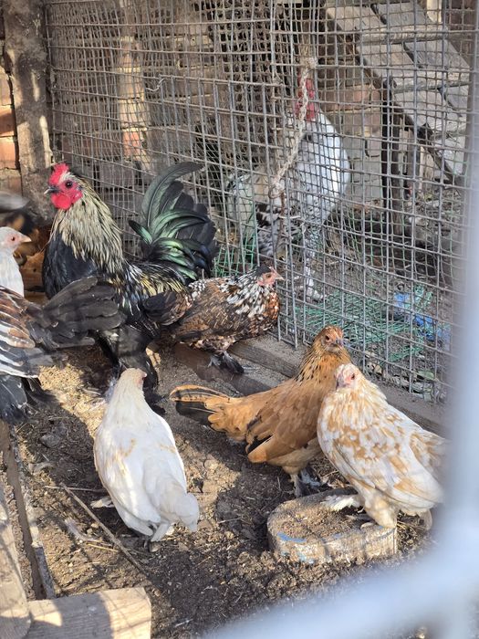 Kury karzełki łapciate