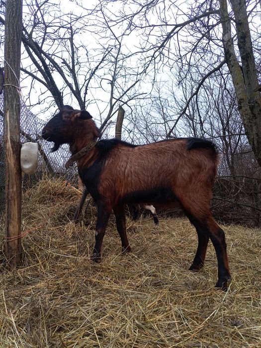 Англонубийский козлик 75%, вязка