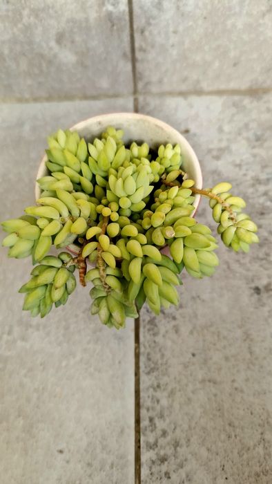 Сукулент Очиток Моргана