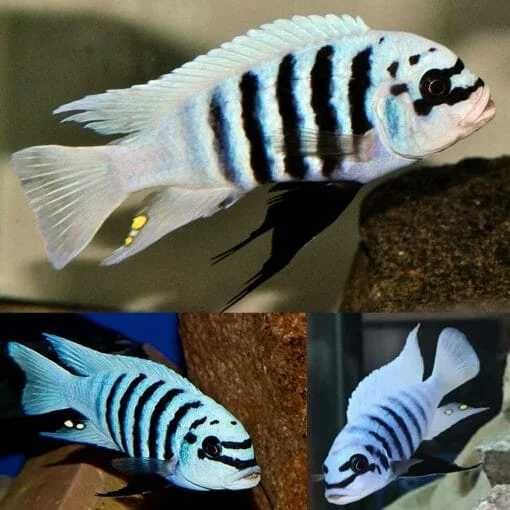 GB MALAWI Pyszczak Chilumba Maison Reef - dowóz ryb!