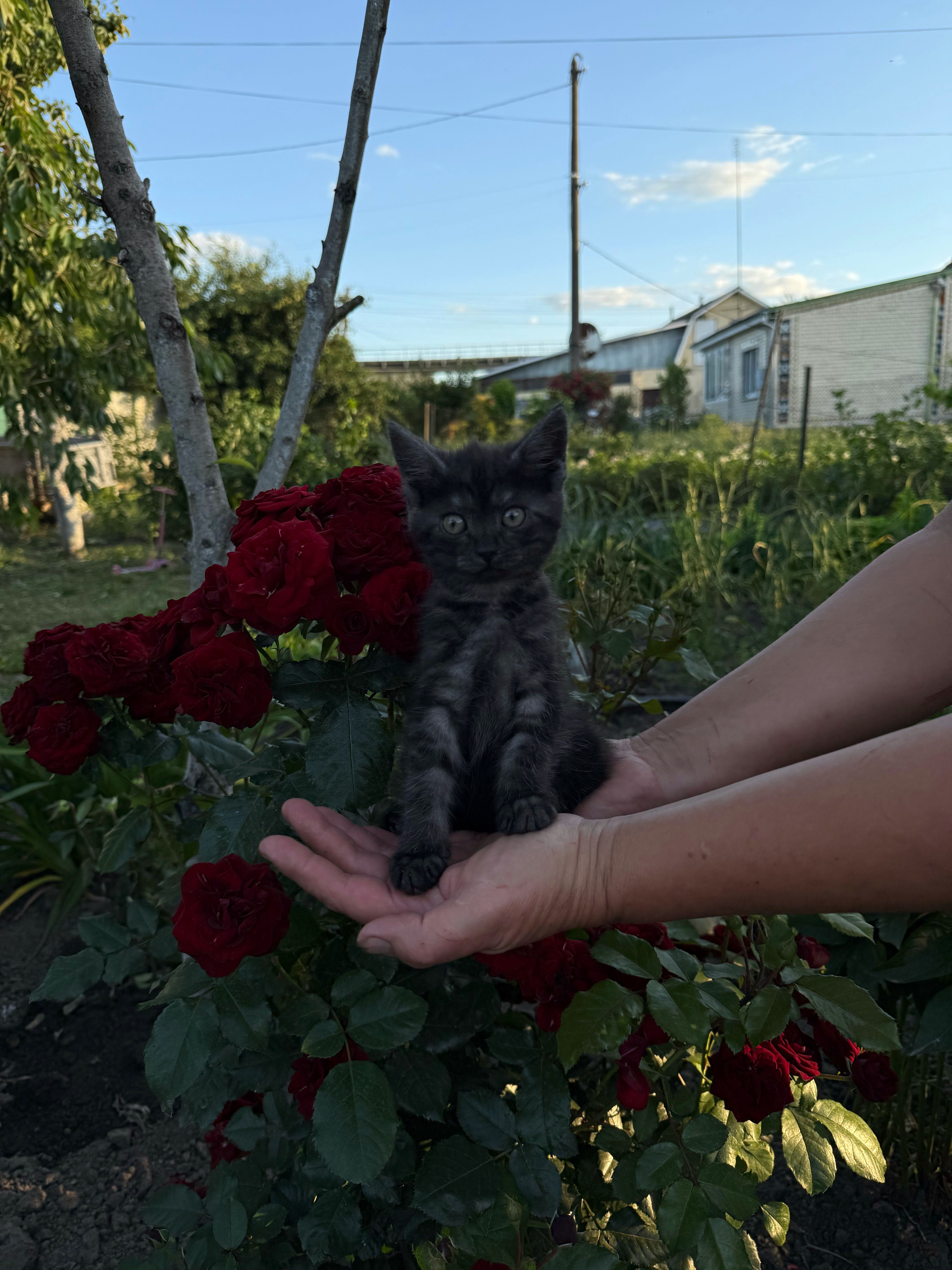 Кошенята в добрі руки