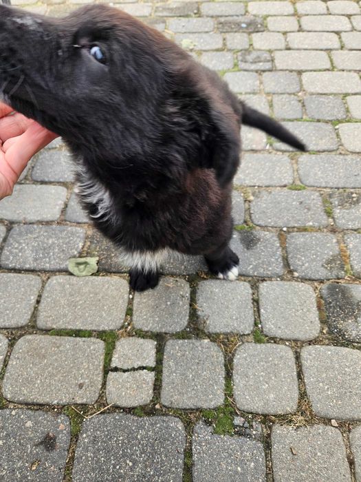 Oddam pieska po czarnym owczarku niemieckim
