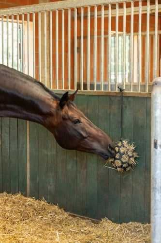 Covalliero piłka na siano dla konia zabawka na padok i do stajni.