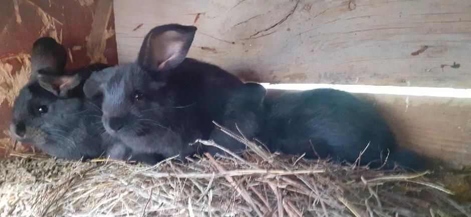 Króliki Barany, Kalifornijskie, Belgijskie