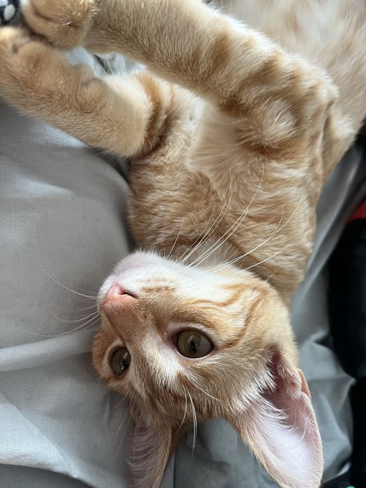 Gato laranja adoção