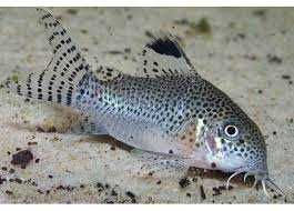 Kirysek punktowany - Corydoras punctatus - Kirys - dowóz, wysyłka