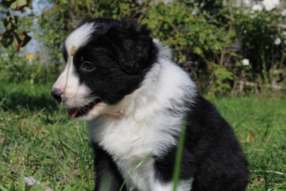 Border Collie piesek czarno biały