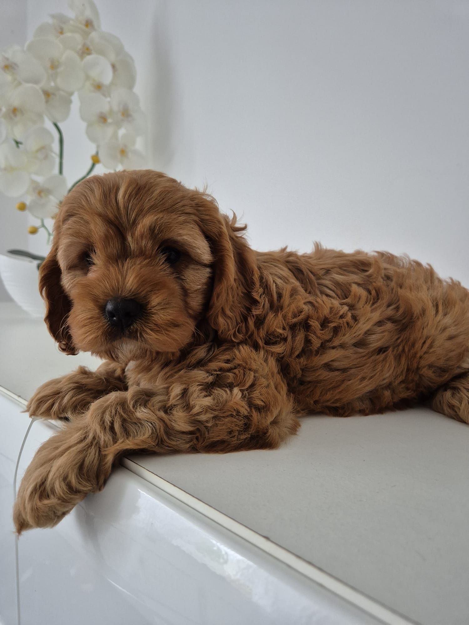 Piesek Cavapoo F1 Cavalier & Pudel