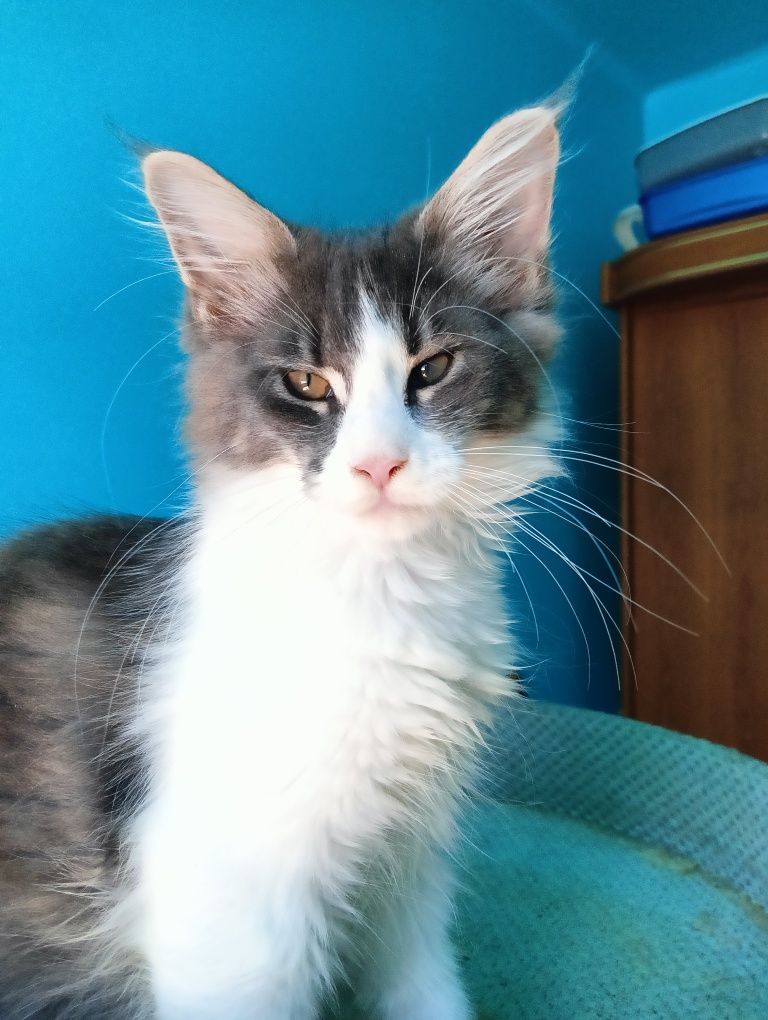 Maine coon niebieska z białym kotka rodowód FPL
