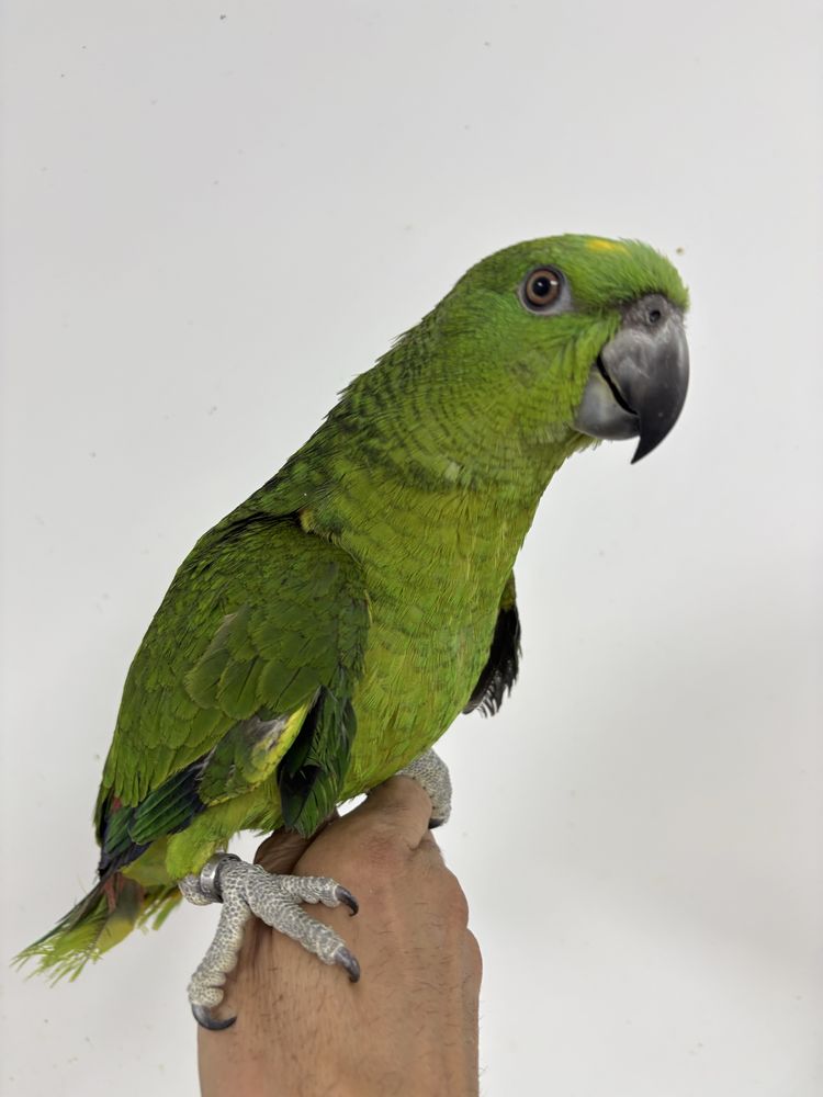 Papagaio auropalliata