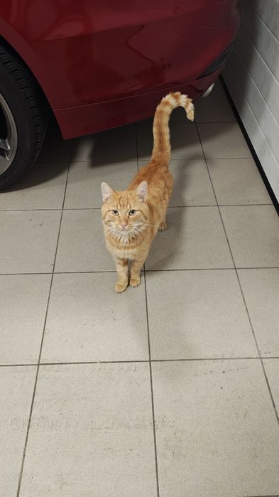 Znaleziono rudego kota na plaży w Józefowie.