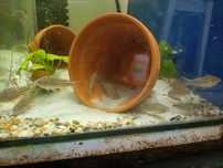 Corydoras napoensis (nanusy)