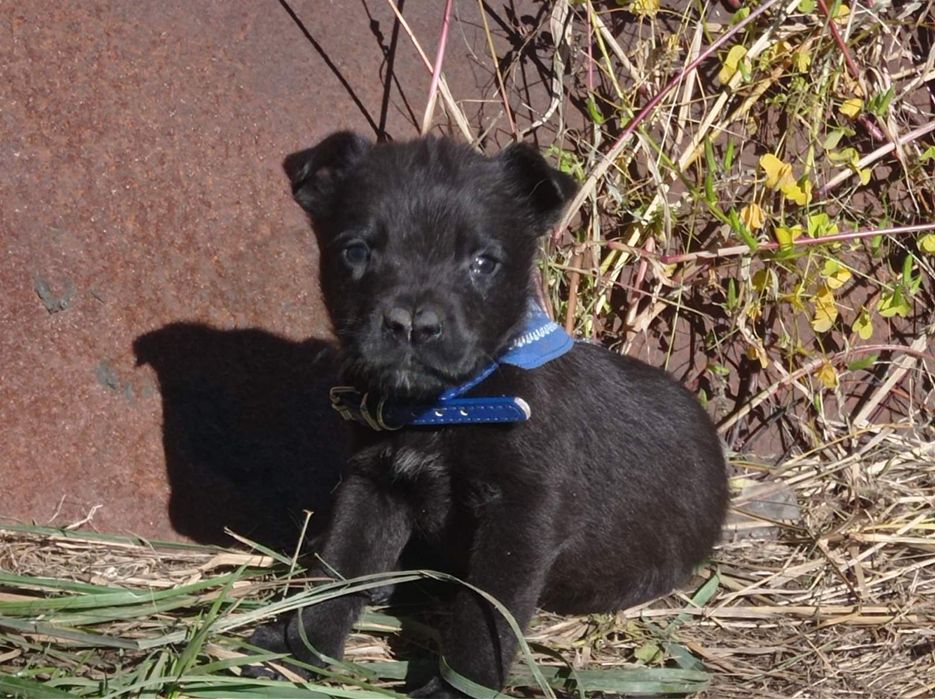 Віддам в добрі руки метиси тато стаф мама двортерєр