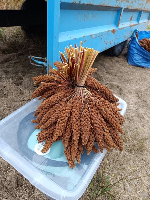 Sprzedam proso senegalskie czerwone 10kg piękne kłosy