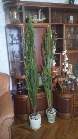 Декоративное африканское молочное дерево, кактус, эуфорбия тригона