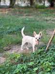 Krótkowłosy biały malutki chihuahua