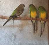 Red  Rumped  2025