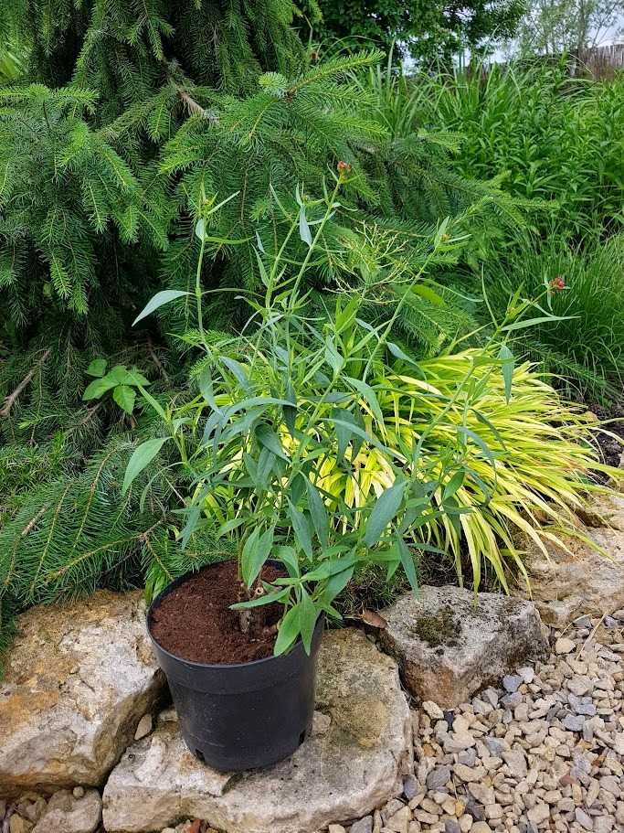 Ostrogowiec czerwony z mojego ogrodu dwuletni 1 szt. 2L
