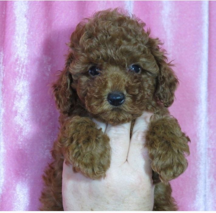 Той Пудель ред Браун з документами клубу ККУ