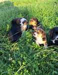 Piesek Szczeniak Tricolor Beagle