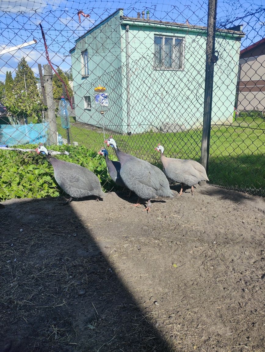 Perliczki z jajkiem 2+2