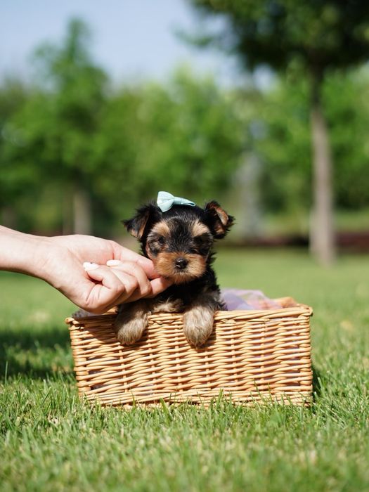 Елітні цуценята йорка – порода, що вражає красою та інтелектом