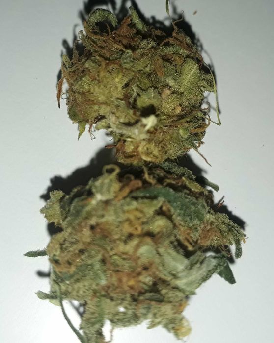 ZKITTLEZ CBG,CBL,CBC  < 22.5%  susz roślinny kopiący 1g + 1g gratis