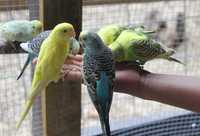 Хвилясті папуги- Папуга- Волнистый попугай- попугаи -маленькие ручные