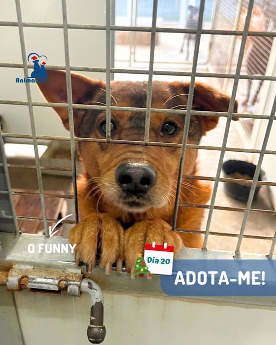 Funny - cao porte medio - para adoçao