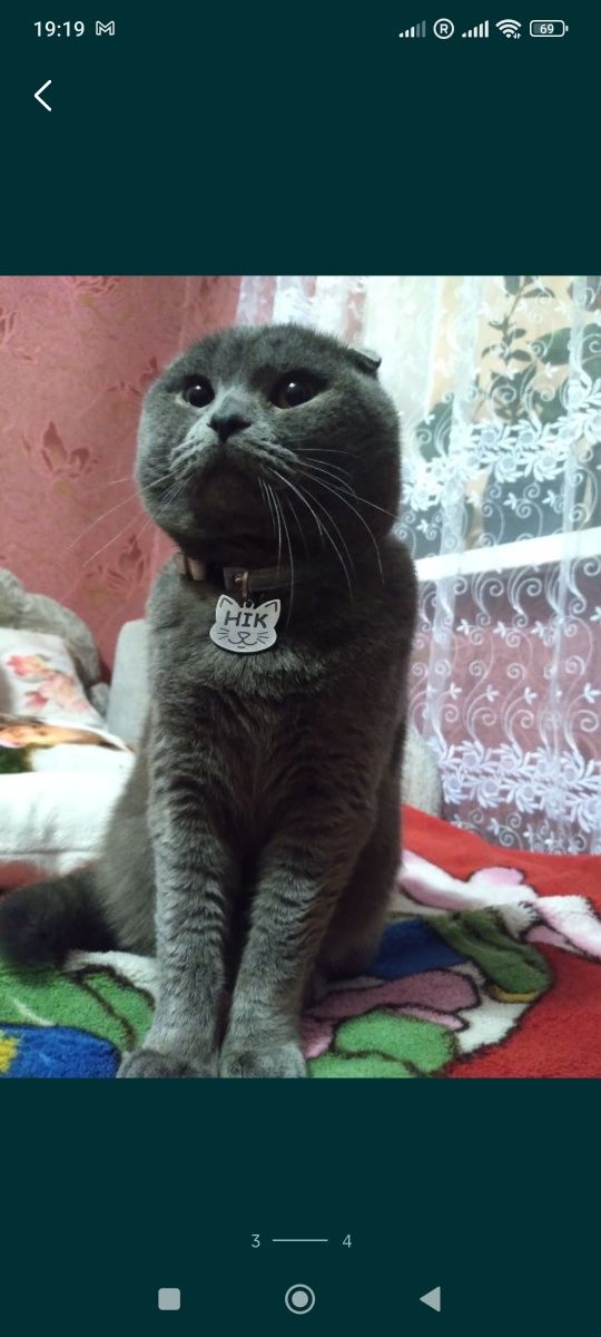 Шотландські кошенята
