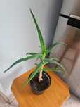 Kwiat doniczkowy aloes