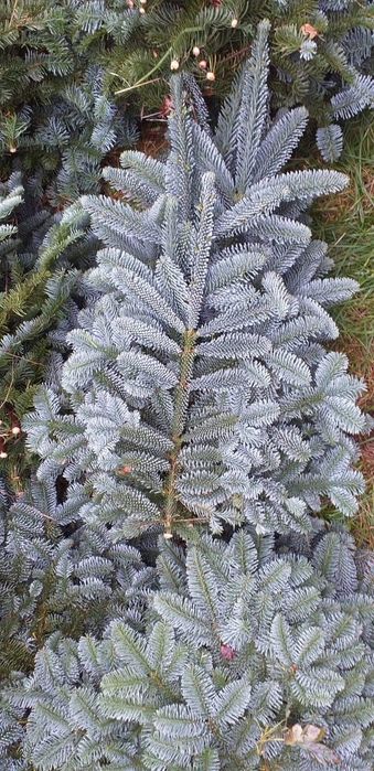 Gałęzie Jodły Nobilis