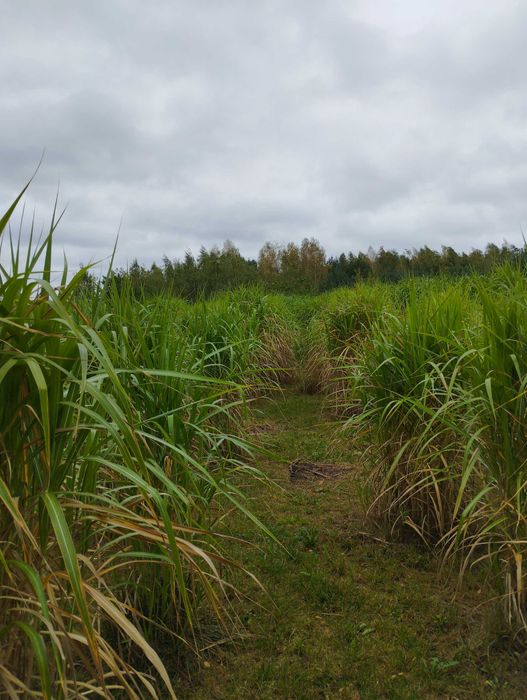 Miskant Olbrzymi Giganteus 3-4 m Karpa XXXL 50cm Sadzonka 5-letnia