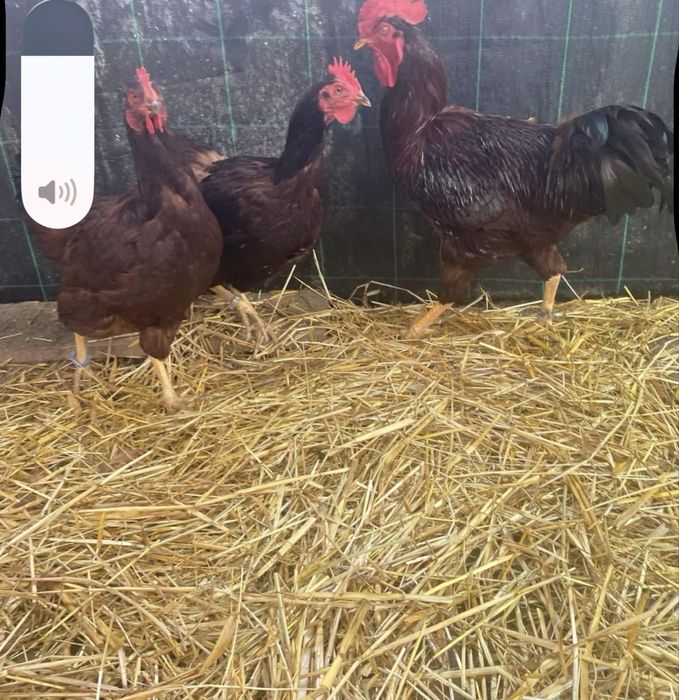 Rhode island red ovos