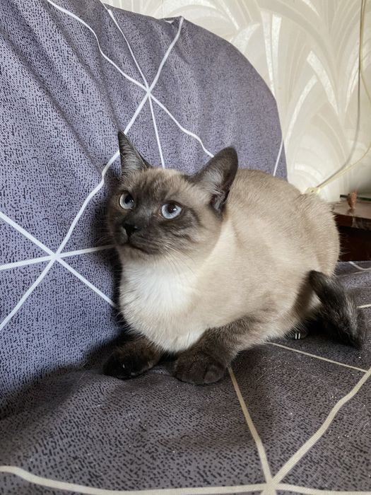 Кошеня в добрі руки