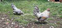 Casal de araucana Inglêsa