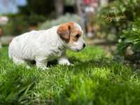 Jack Russel Terrier FCI ZKWP