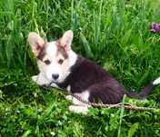 Welsh Corgi Pembroke piesek tricolor, długi ogonek ALO